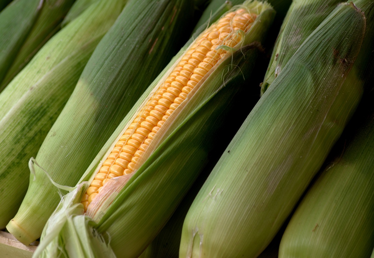 Corn Rallying Out of Bull Friendly USDA Report