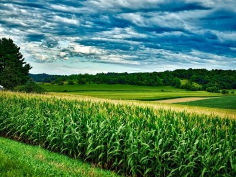 Corn Rallying Out of the Long Weekend