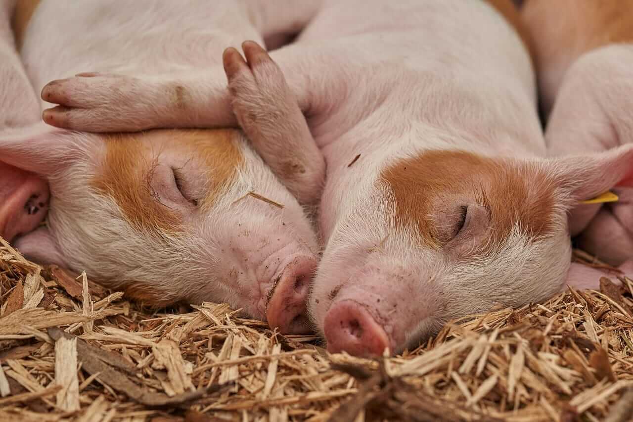 Hogs Posting Mixed Trade at Midday