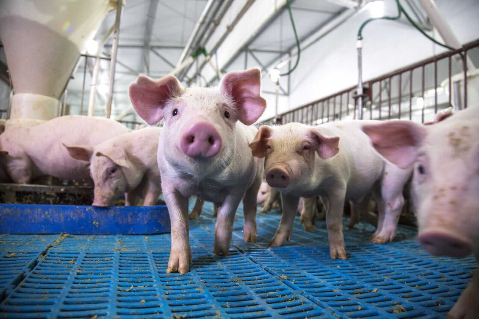 Hogs See Front Month Gains on Thursday